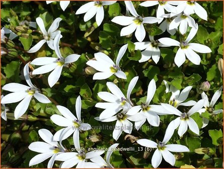 Pratia angulata &#039;Treadwellii&#039; | Teppich-Scheinlobelie