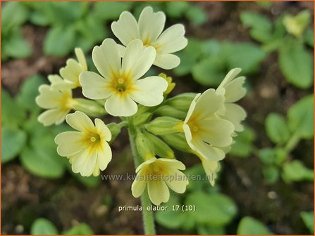 Primula elatior | Slanke sleutelbloem, Sleutelbloem | Waldschl&uuml;sselblume