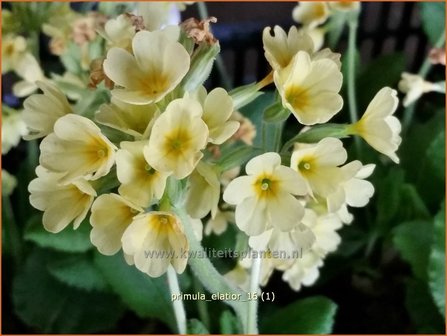 Primula elatior | Slanke sleutelbloem, Sleutelbloem | Waldschl&uuml;sselblume