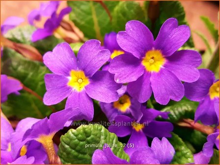 Primula juliae | Sleutelbloem | Teppich-Primel