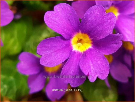 Primula juliae | Sleutelbloem | Teppich-Primel