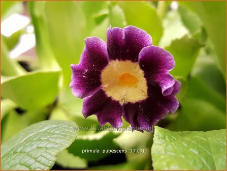 Primula pubescens | Aurikel, Sleutelbloem | Aurikel