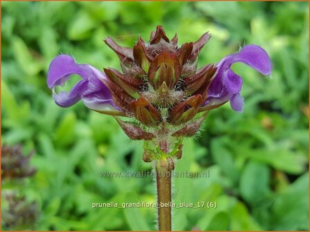 Prunella grandiflora &#039;Bella Blue&#039; | Brunel, Bijenkorfje | Gro&szlig;bl&uuml;tige Braunelle