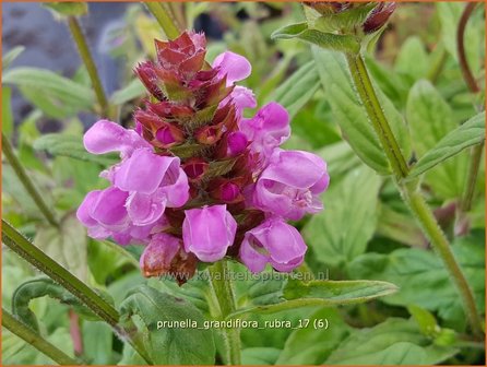 Prunella grandiflora &#039;Rubra&#039; | Brunel, Bijenkorfje | Gro&szlig;bl&uuml;tige Braunelle