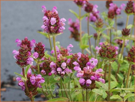 Prunella grandiflora &#039;Rubra&#039; | Brunel, Bijenkorfje | Gro&szlig;bl&uuml;tige Braunelle