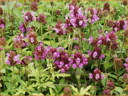 Prunella grandiflora &#039;Rubra&#039; | Brunel, Bijenkorfje | Gro&szlig;bl&uuml;tige Braunelle