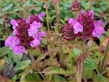 Prunella grandiflora &#039;Rubra&#039; | Brunel, Bijenkorfje | Gro&szlig;bl&uuml;tige Braunelle