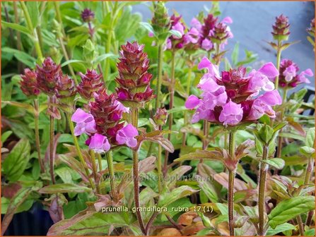 Prunella grandiflora &#039;Rubra&#039; | Brunel, Bijenkorfje | Gro&szlig;bl&uuml;tige Braunelle