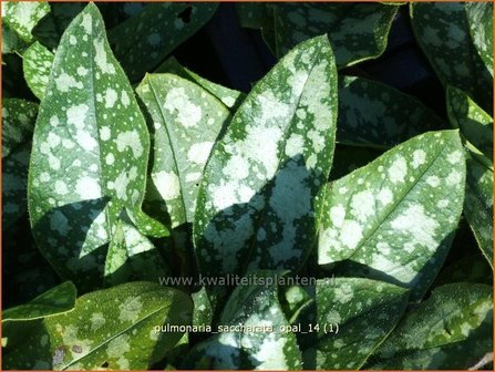 Pulmonaria saccharata &#039;Opal&#039; | Italiaans longkruid, Longkruid | Geflecktes Lungenkraut | Bethlehem Sage