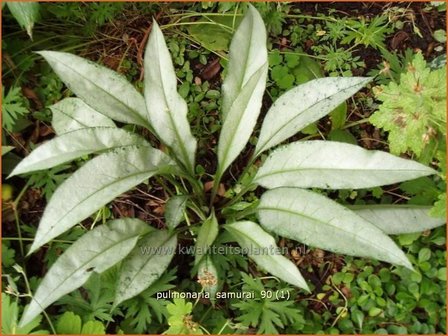 Pulmonaria &#039;Samurai&#039; | Longkruid | Lungenkraut