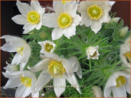 Pulsatilla vulgaris &#039;Alba&#039; | Wildemanskruid | Gew&ouml;hnliche Kuhschelle