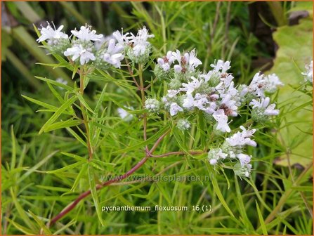 Pycnanthemum flexuosum | Ranke bergmunt, Bergmunt | D&uuml;nnbl&auml;ttrige Scheinbergminze