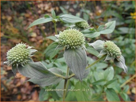 Pycnanthemum muticum | Bergmunt | Grannenlose Scheinbergminze