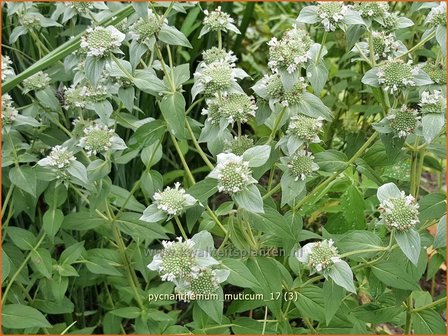 Pycnanthemum muticum | Bergmunt | Grannenlose Scheinbergminze