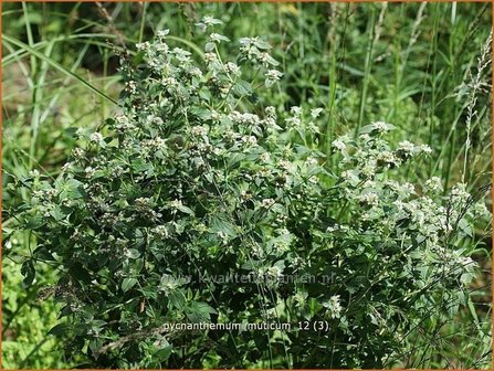 Pycnanthemum muticum | Bergmunt | Grannenlose Scheinbergminze