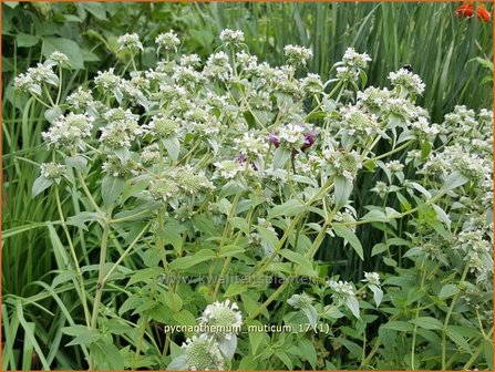 Pycnanthemum muticum | Bergmunt | Grannenlose Scheinbergminze