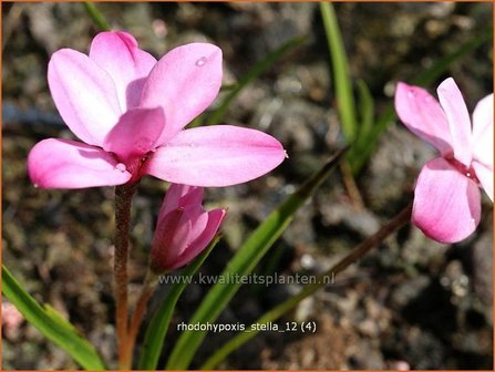 Rhodohypoxis &#039;Stella&#039; | Roodsterretje, Sterretjesgras | Grasstern