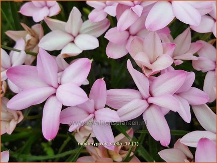 Rhodohypoxis &#039;Stella&#039; | Roodsterretje, Sterretjesgras | Grasstern