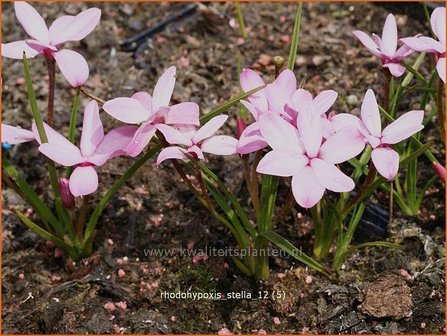 Rhodohypoxis &#039;Stella&#039; | Roodsterretje, Sterretjesgras | Grasstern