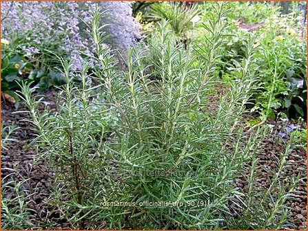 Rosmarinus officinalis &#039;Arp&#039; | Rozemarijn | Rosmarin