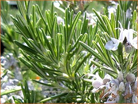 Rosmarinus officinalis &#039;Arp&#039; | Rozemarijn | Rosmarin