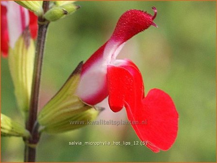 Salvia microphylla &#039;Hot Lips&#039; | Salie, Salvia | Johannisbeersalbei | Blackcurrant Sage