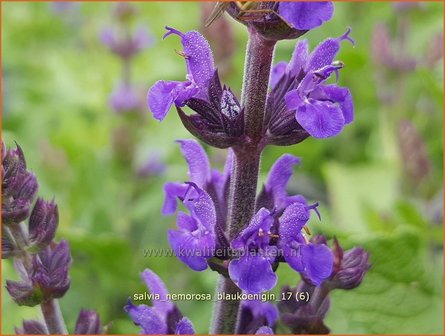 Salvia nemorosa &#039;Blauk&ouml;nigin&#039; | Bossalie, Salie, Salvia | Steppensalbei