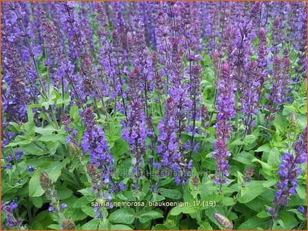 Salvia nemorosa &#039;Blauk&ouml;nigin&#039; | Bossalie, Salie, Salvia | Steppensalbei