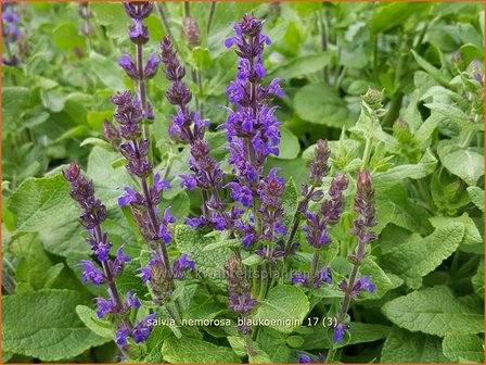 Salvia nemorosa &#039;Blauk&ouml;nigin&#039; | Bossalie, Salie, Salvia | Steppensalbei