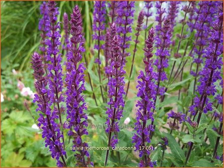 Salvia nemorosa &#039;Caradonna&#039; | Bossalie, Salie, Salvia | Steppensalbei