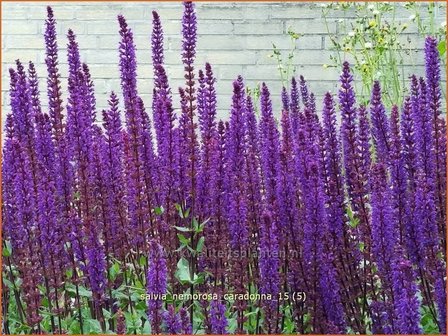 Salvia nemorosa &#039;Caradonna&#039; | Bossalie, Salie, Salvia | Steppensalbei