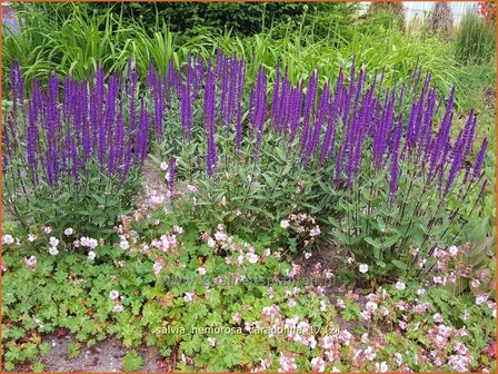 Salvia nemorosa &#039;Caradonna&#039; | Bossalie, Salie, Salvia | Steppensalbei
