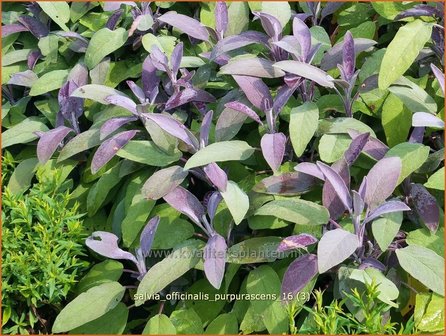 Salvia officinalis &#039;Purpurascens&#039; | Echte salie, Keukensalie, Salie, Salvia | Echter Salbei