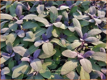 Salvia officinalis &#039;Purpurascens&#039; | Echte salie, Keukensalie, Salie, Salvia | Echter Salbei