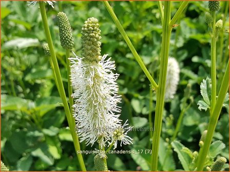 Sanguisorba canadensis | Pimpernel, Sorbenkruid | Kanadischer Wiesenknopf