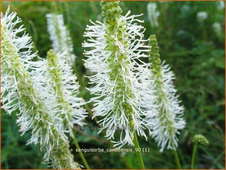 Sanguisorba canadensis | Pimpernel, Sorbenkruid | Kanadischer Wiesenknopf