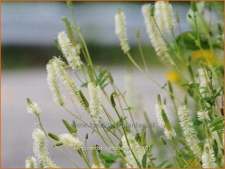 Sanguisorba canadensis | Pimpernel, Sorbenkruid | Kanadischer Wiesenknopf