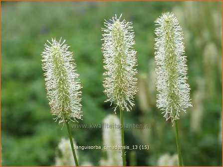 Sanguisorba canadensis | Pimpernel, Sorbenkruid | Kanadischer Wiesenknopf