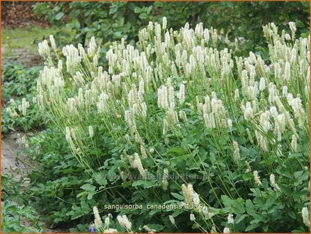 Sanguisorba canadensis | Pimpernel, Sorbenkruid | Kanadischer Wiesenknopf