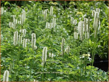 Sanguisorba canadensis | Pimpernel, Sorbenkruid | Kanadischer Wiesenknopf