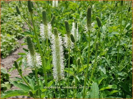 Sanguisorba canadensis | Pimpernel, Sorbenkruid | Kanadischer Wiesenknopf