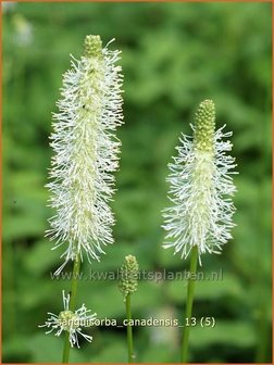 Sanguisorba canadensis | Pimpernel, Sorbenkruid | Kanadischer Wiesenknopf