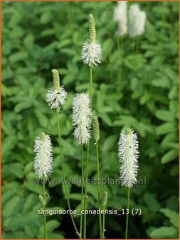 Sanguisorba canadensis | Pimpernel, Sorbenkruid | Kanadischer Wiesenknopf