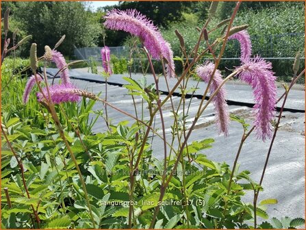 Sanguisorba &#039;Lilac Squirrel&#039; | Pimpernel, Sorbenkruid | Wiesenknopf