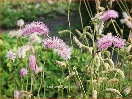 Sanguisorba obtusa | Pimpernel, Sorbenkruid | Japanischer Wiesenknopf
