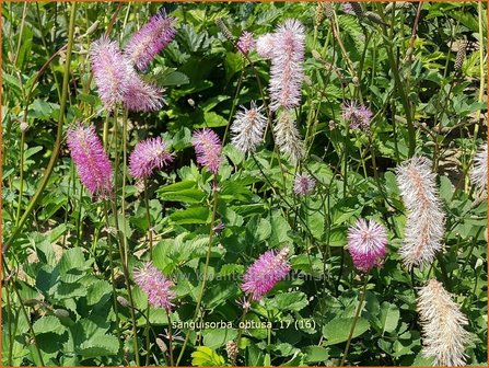 Sanguisorba obtusa | Pimpernel, Sorbenkruid | Japanischer Wiesenknopf