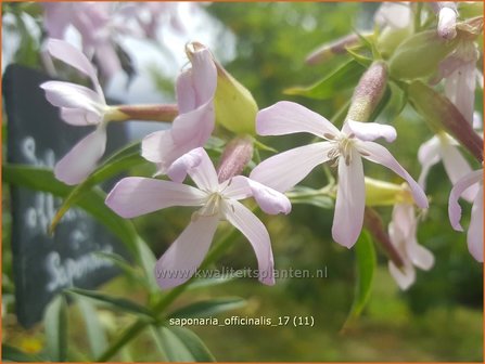 Saponaria officinalis | Zeepkruid | Echtes Seifenkraut