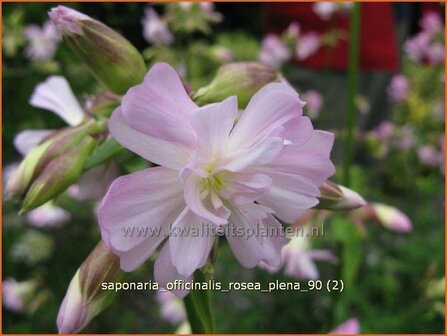 Saponaria officinalis &#039;Rosea Plena&#039; | Zeepkruid | Echtes Seifenkraut