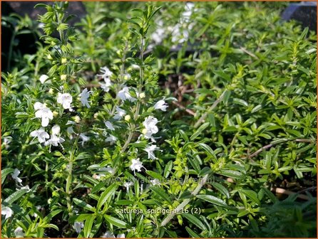 Satureja spicigera | Bergbonenkruid, Bonenkruid | Niederliegendes Bohnenkraut