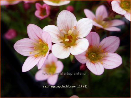 Saxifraga 'Apple Blossom' | Mossteenbreek, Steenbreek | Moos-Steinbrech